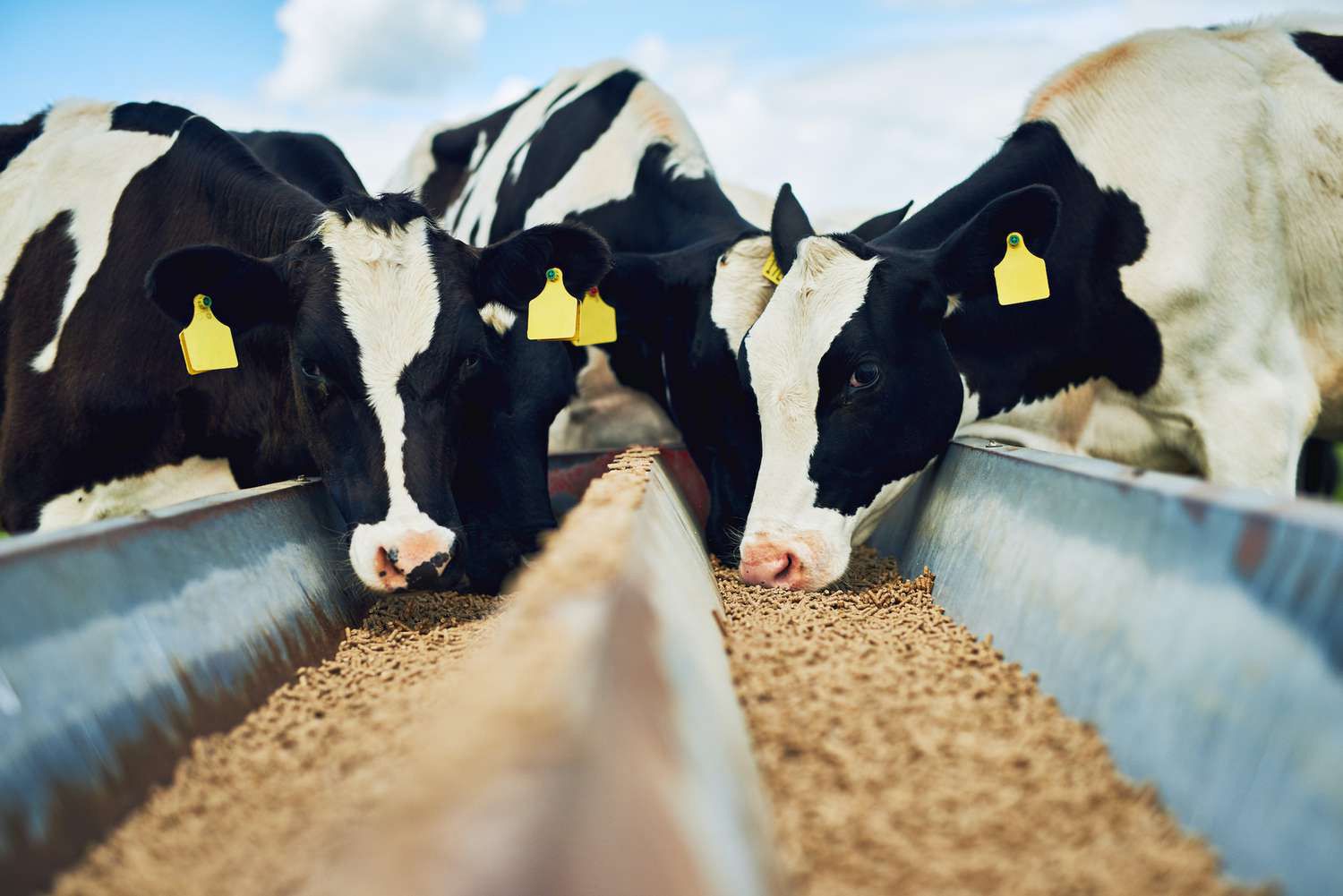 cows-feeding-pellets Animal and Poultry Feed Bentonite